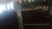 Buaya.1