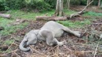 anak-gajah-ditemukan-mati-di-twa-bu