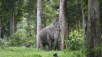 gajah-sumatra-liar-di-riau-akan-dip