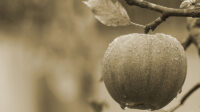 buah-