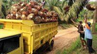 harga-tbs-sawit-riau-naik-ini-daft
