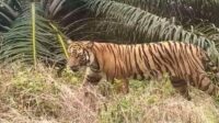 harimau sumatera