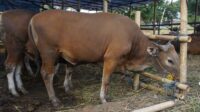 56496-news-distankan-belum-temu