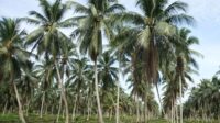 fluktuasi-harga-komoditi-perkebunan