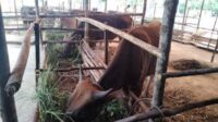 dinas-pkh-riau-pastikan-riau-bebas