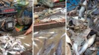 gawat-banyak-ikan-mati-di-sungai-si