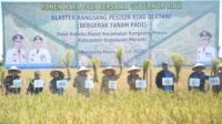 gubri-syamsuar-panen-raya-di-desa-k
