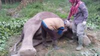 kabar-duka-gajah-liar-ditemukan-ma