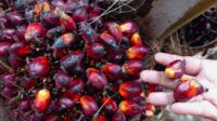 naik-lagi-berikut-harga-kelapa-saw