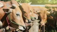 sapi