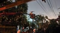 PLN