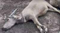 belasan-sapi-mendadak-di-kampar-aki