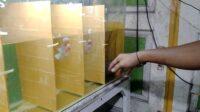 simak-bisnis-ikan-louhan-di-pekanba