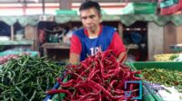 harga-cabai-di-pekanbaru-semakin-pe