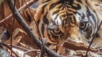 harimau-serang-bocah-di-siak-ini-k