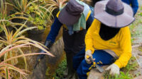 2228-news-pasukan-kuning-pupr-