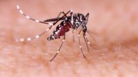 mengenali-ciri-ciri-nyamuk-aedes-aegypti-penyebab-dbd-585x390