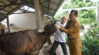 27128-news-antisipasi-pmk-dan-l