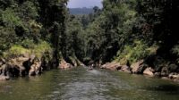 luasan-perhutanan-sosial-di-riau-su