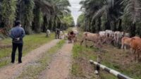 dinas-pkh-riau-terima-laporan-dua-k