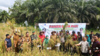 19894-news-padi-dan-jagung-solu