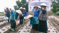 24814-news-panen-melon-bersama-