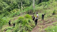 Polisi-Ungkap-Identitas-Pemilik-Ladang-Ganja-di-Empat-Lawang-Penggerebekan-Dihalangi-Puluhan-Warga
