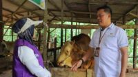 Sapi qurban